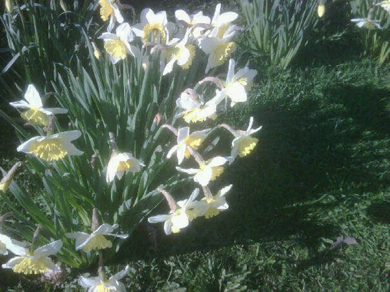 BEFORE: Beautiful daffodils, but an unimaginative viewpoint and high contrast lighting