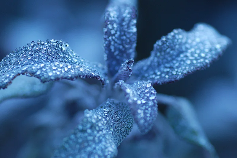 AFTER: perfect control of focus, depth of field, composition and lighting