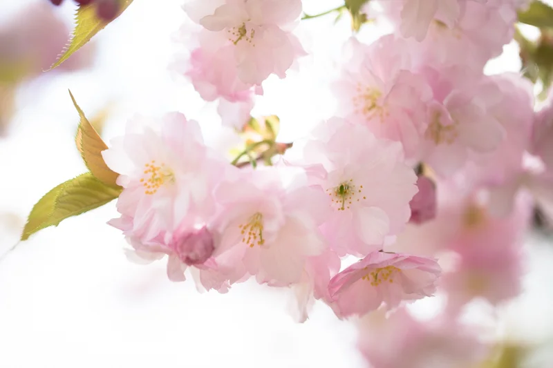 This is better, but the all-important closest-to-the-camera blossom still isn't in sharp focus - it's the one behind that is in the sweet spot.