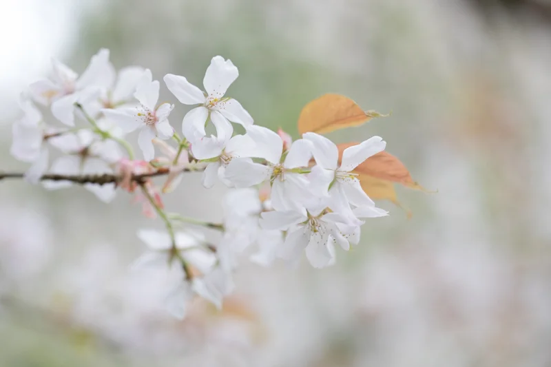 Nice enough shot, but a bit lifeless compared to one shot with some sunshine behind: