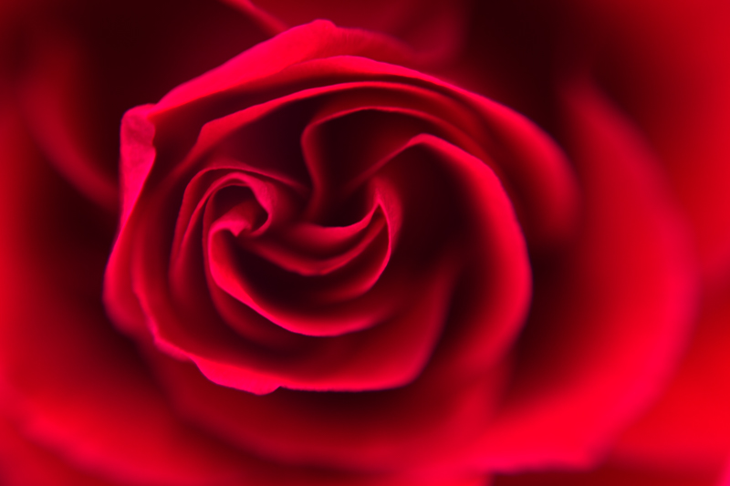 reverse lens macro.jpeg