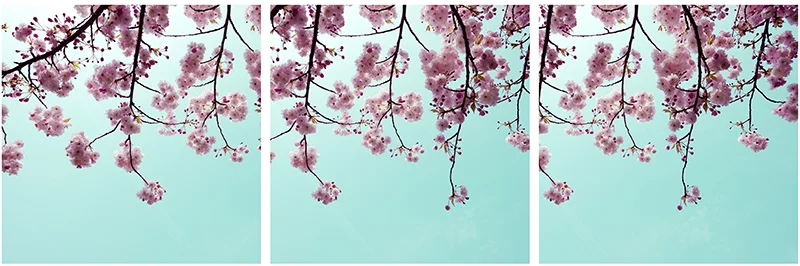 blossom triptych.jpg