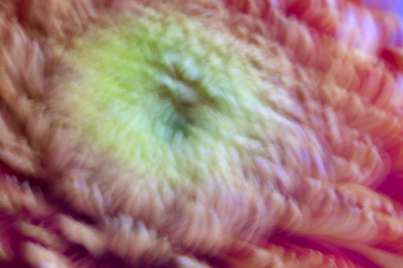 Chrysanthemum with camera shake