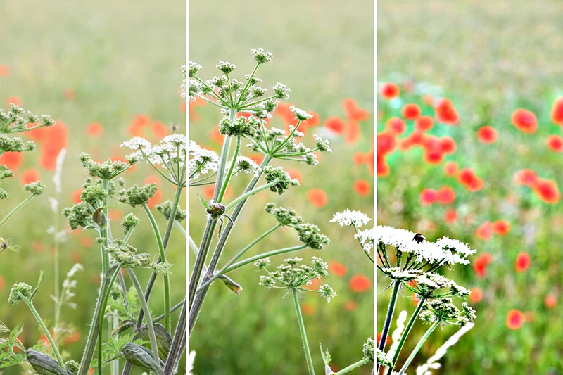 These image show (from left to right): no sharpening, enough sharpening and too much sharpening