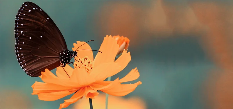 how to focus on a butterfly 2.jpg