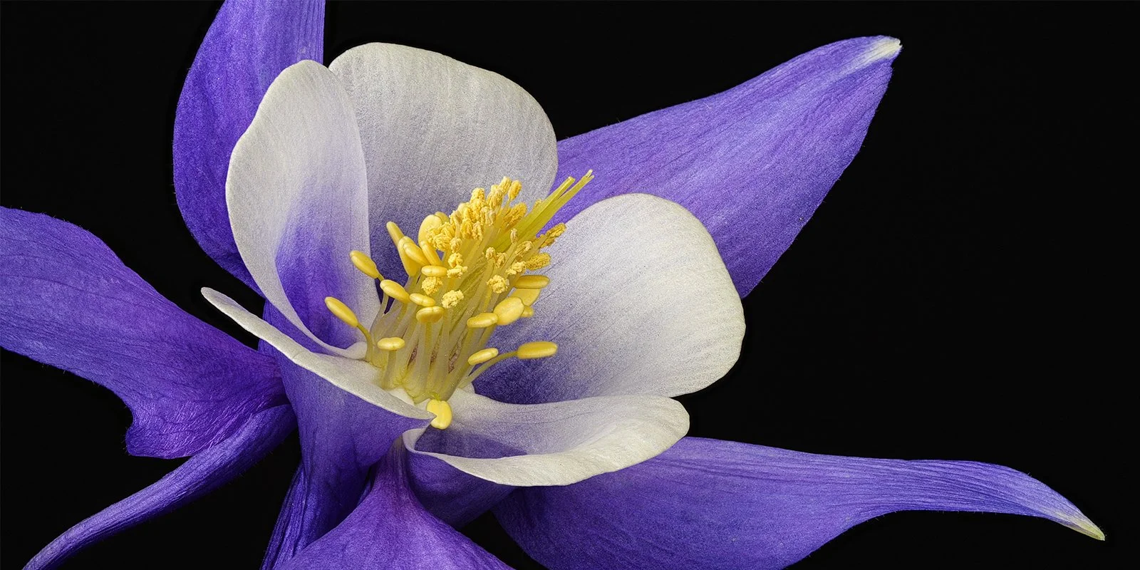 Macro: focus stacking