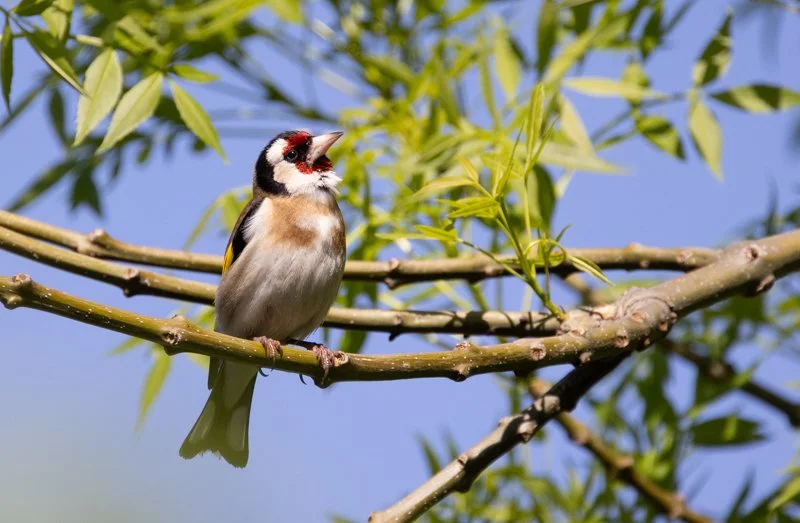 a photograph of a European Goldfinch perched on a spring-flowering branch. It's head is tilted as it looks at the camera and there's a tiny catchlight in its eye.