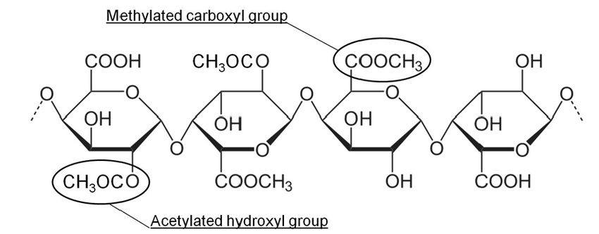 Simplified-scheme-of-a-pectin-molecule-with-possible-attached-methyl-and-acetyl-groups.png