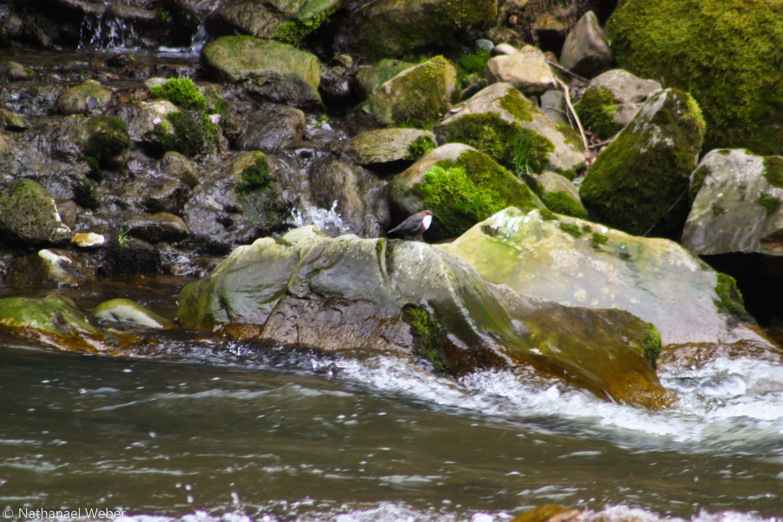 Wasseramsel an der Schwarzwasser