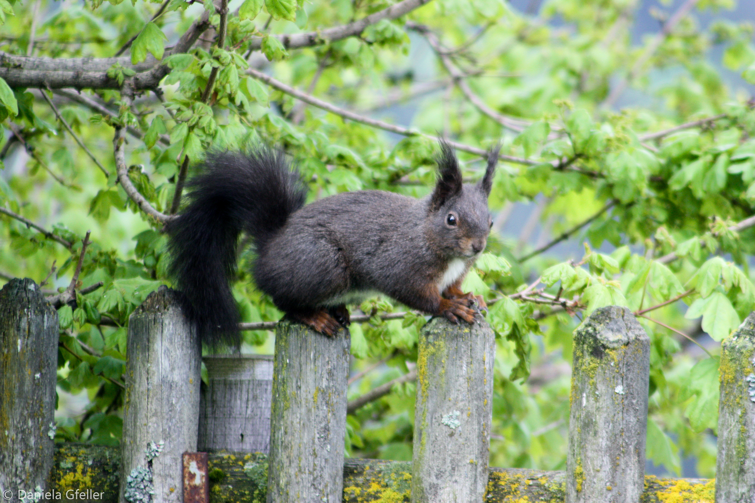 Eichhörnchen auf Zaun