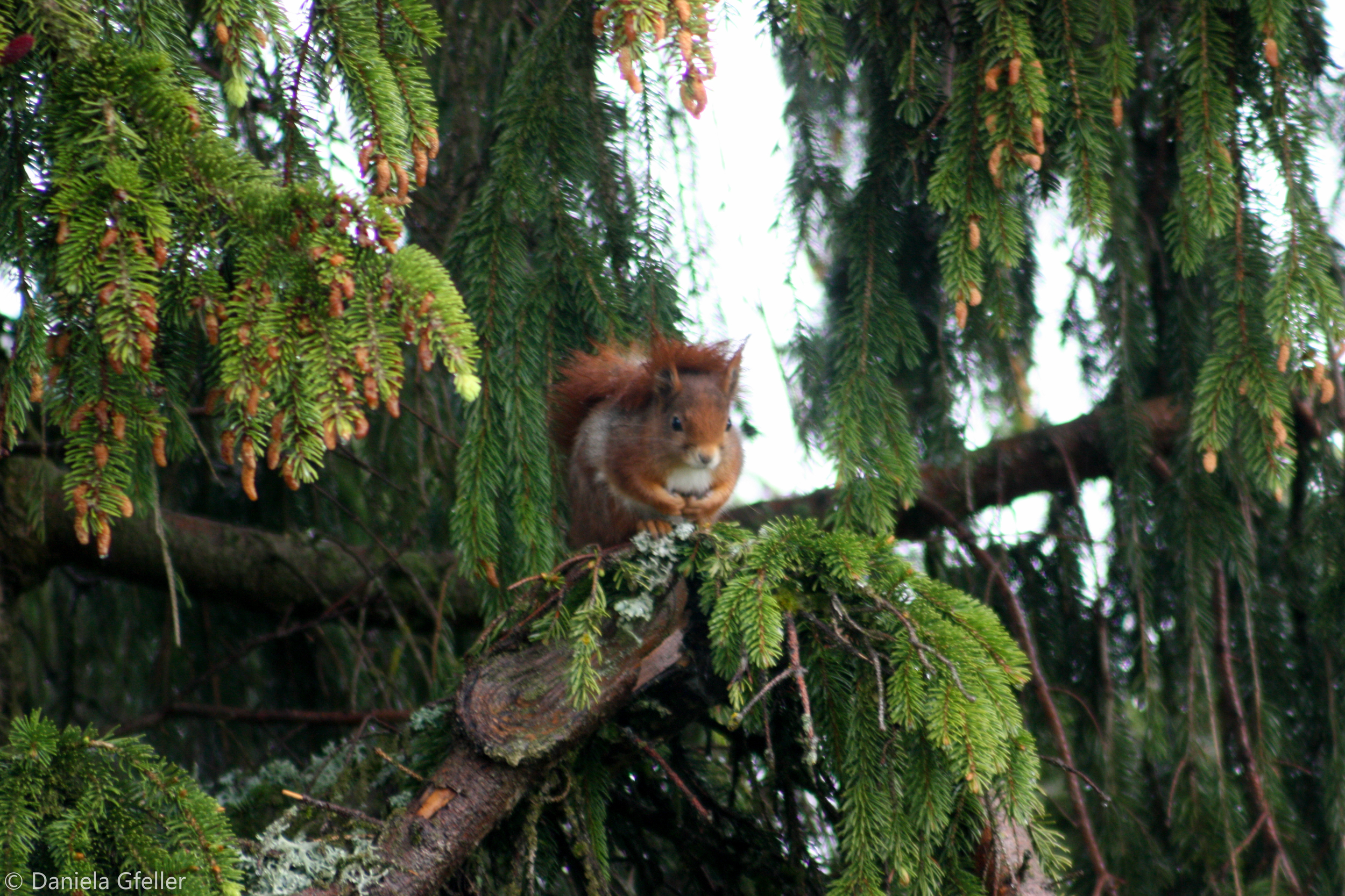 Eichhörnchen auf einer Tanne