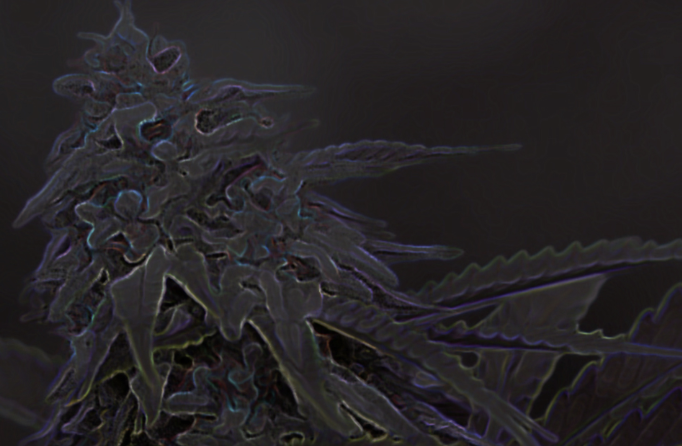 Screen Shot 2019-06-17 at 6.09.01 PM.png