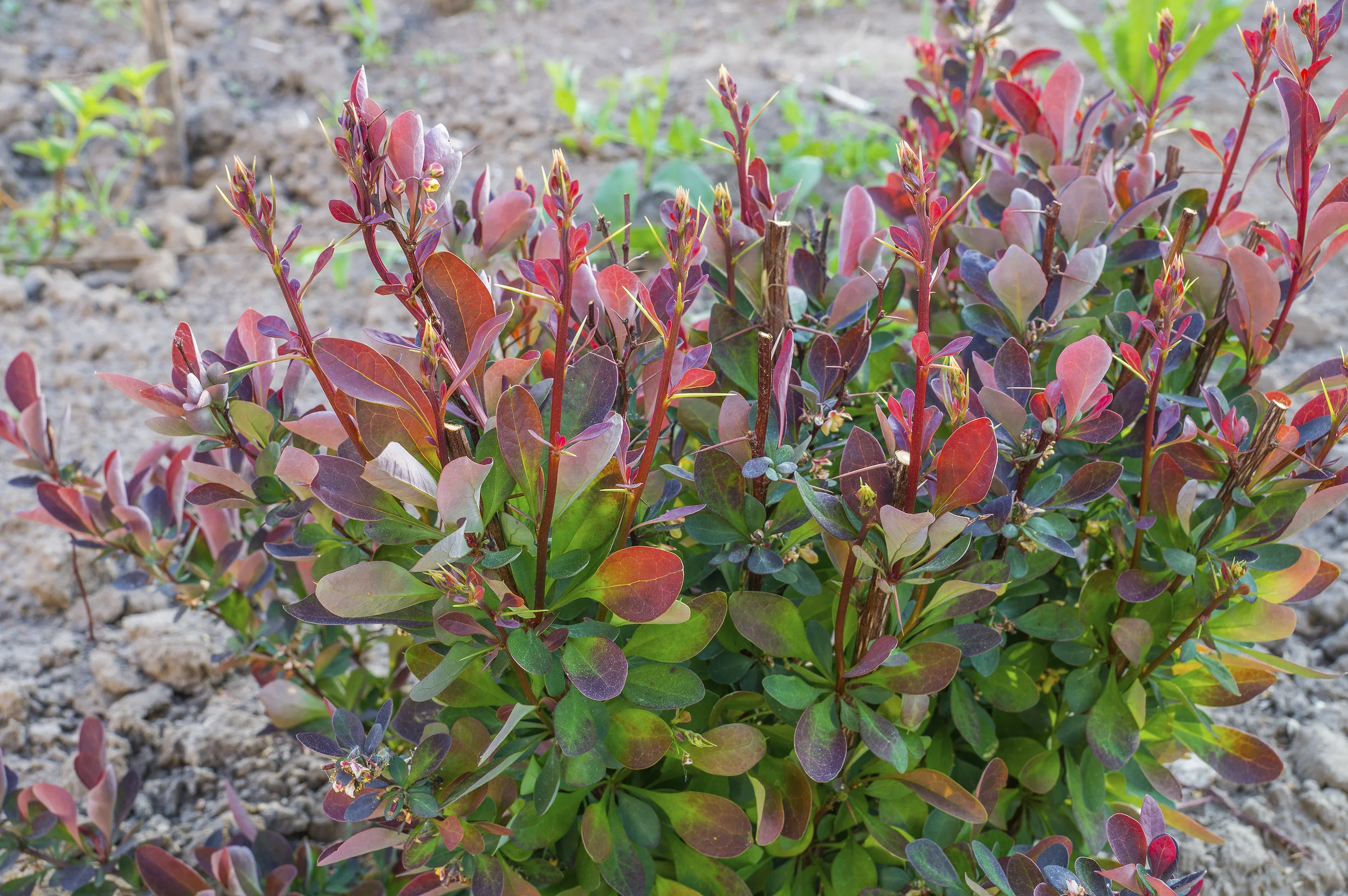 Japanese Barberry