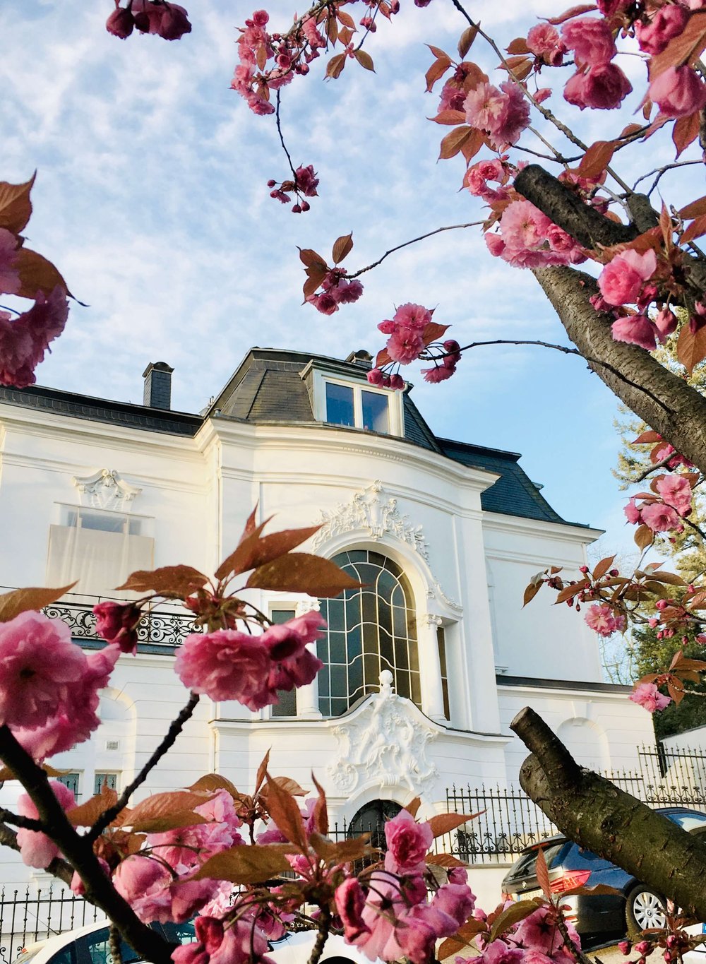  In voller (Blüten)Pracht, Moltkestr., Foto: 