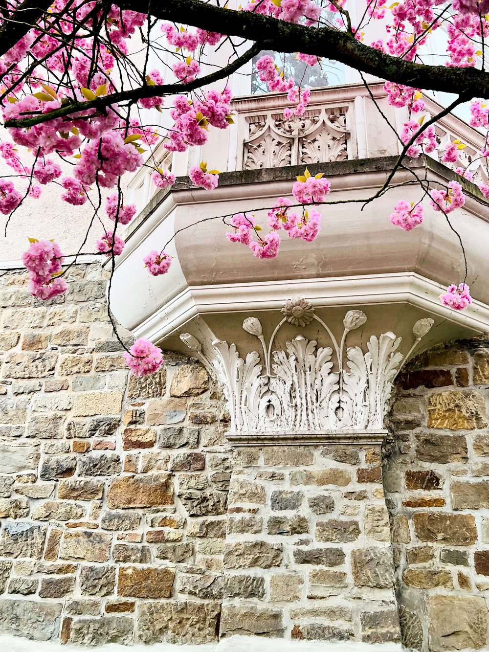  Kirschblüten an markanter Fassade, Foto: U. Latzke 