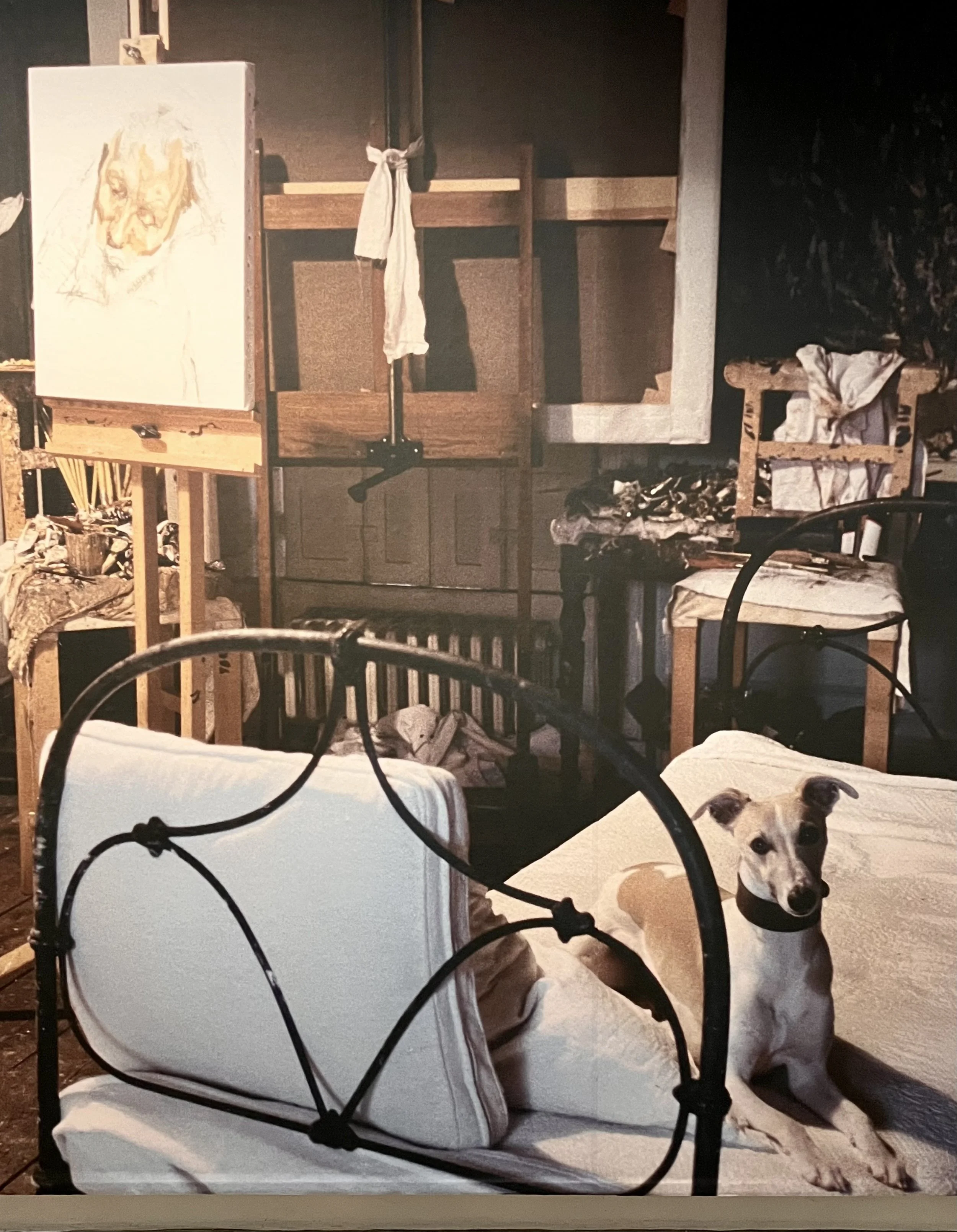 Hund, Whippet, Eli auf Bett im Atelier von Lucian Freud