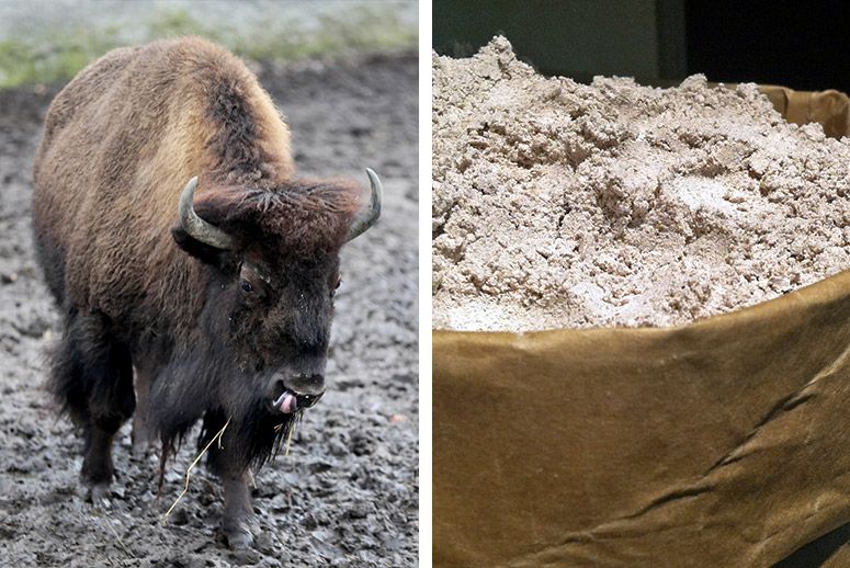 A bison (left) and blue cornmeal. (Photos: Anna Ferensowicz/Getty Images; Ellen Freytag/Flickr)
