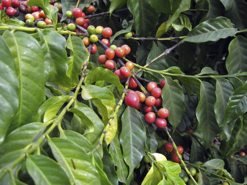 11 coffee plant.jpg