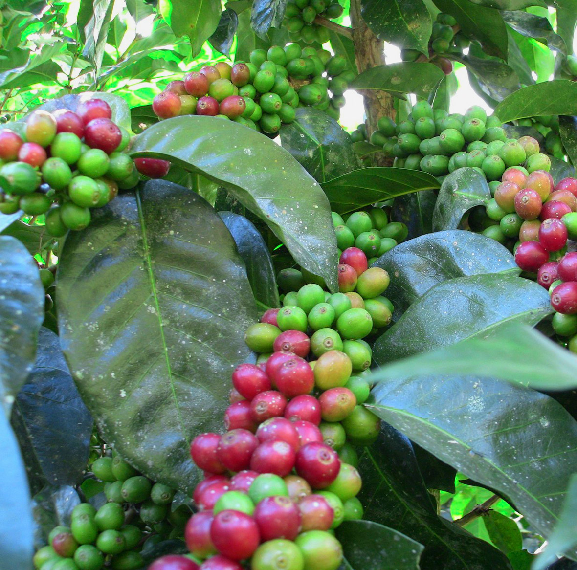 Green coffee image.jpg