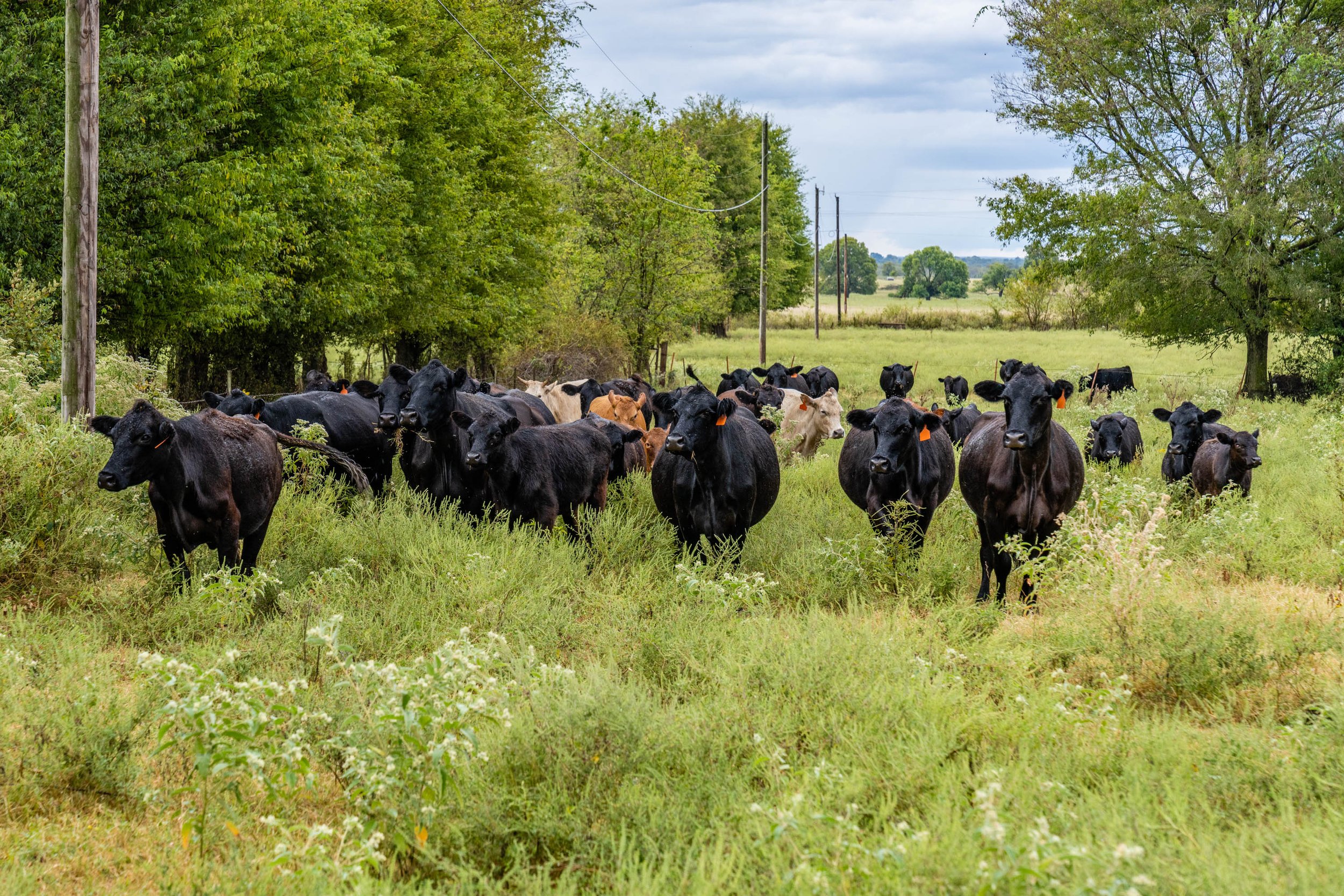 NBC News | Watson Farms