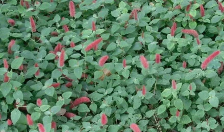 DWARF CHENILLE - Cute, low growing type Chenille Plant. Grow in partial shade in evenly moist well drained soil. Its small stature and showy blooms of bright red catkin flowers make it a great choice for a groundcover in non traffic areas. It also does well as a container or hanging basket plant because of it's spreading and cascading habit. Note: All parts of this plant are poisonous if ingested.