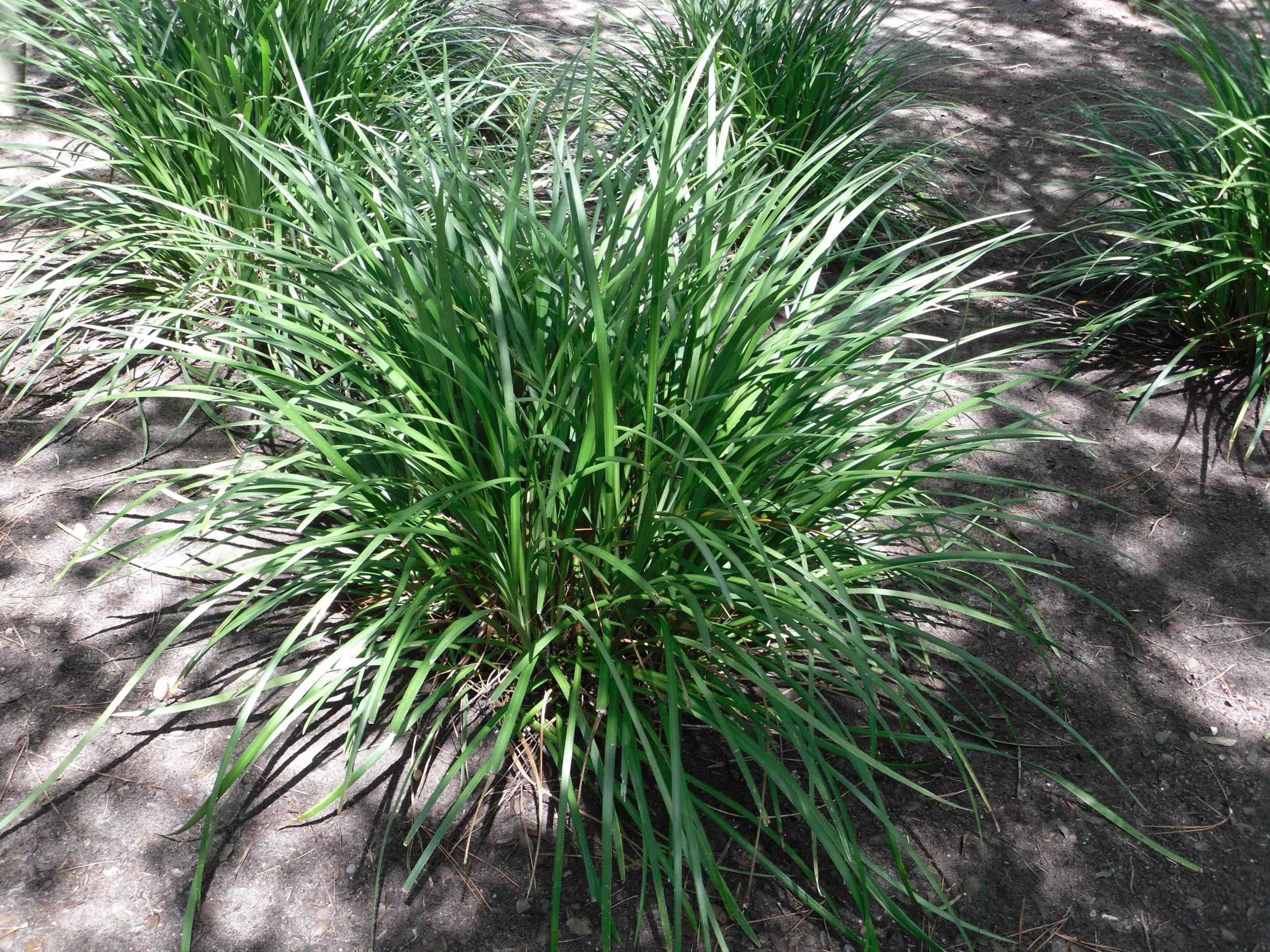 •MONDO GRASS (Monkey Grass) & LIRIOPE - Excellent, hardygroundcovers that grow well in full sun or full shade . Giant Liriope can become more of a focal point than a ground cover because of it's size. Dwarf Mondo grass on the other hand, is a very low growing variety that can be useful for growing between the cracks in stepping stones, and prefers shade . (Photo is Giant Liriope)