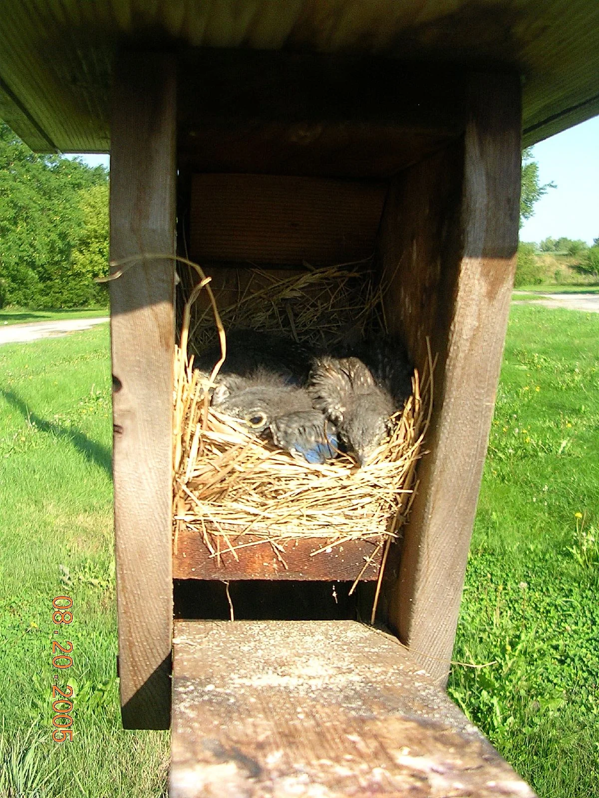 Bluebirds in Nestbox by Dawn V Storm