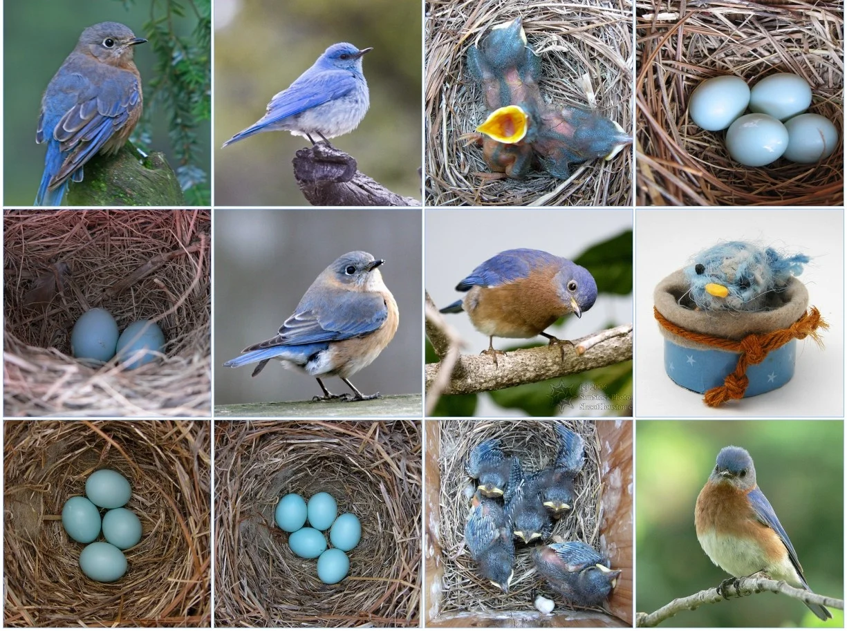 Bluebirds actually lay blue eggs!