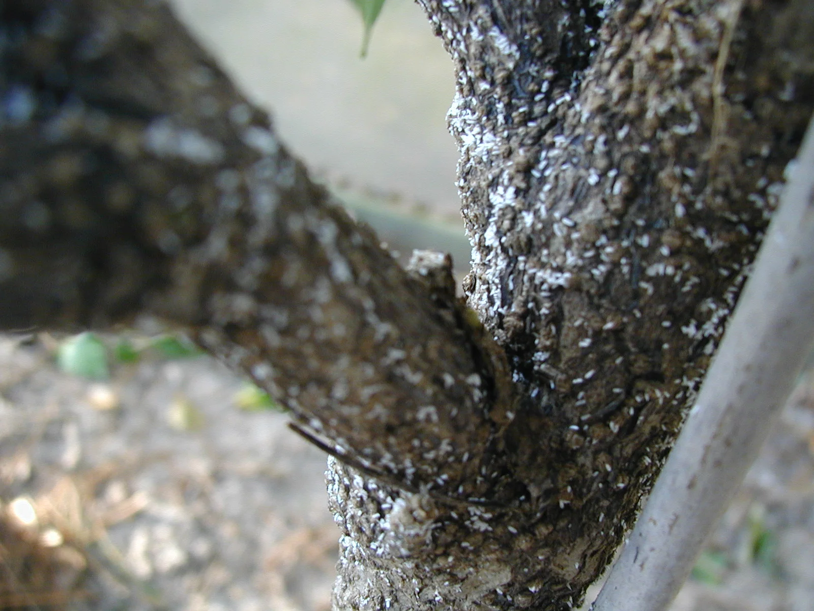 Bark Scale