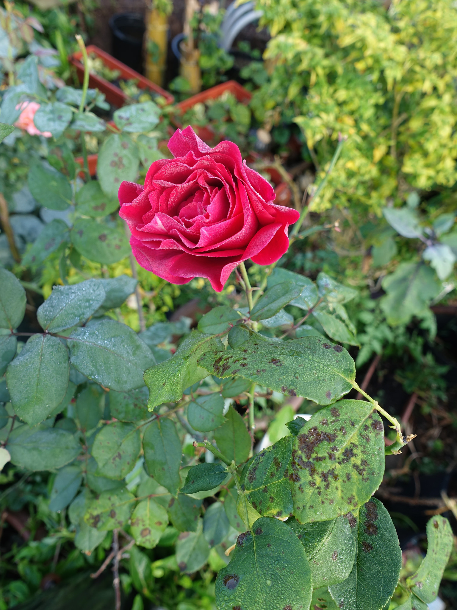 Rose: Black Spot by Scot Nelson