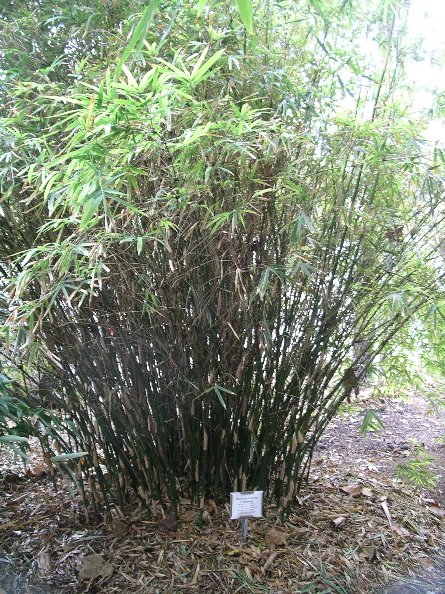 Fernleaf Clumping Bamboo via CC License by "reader of the pack"
