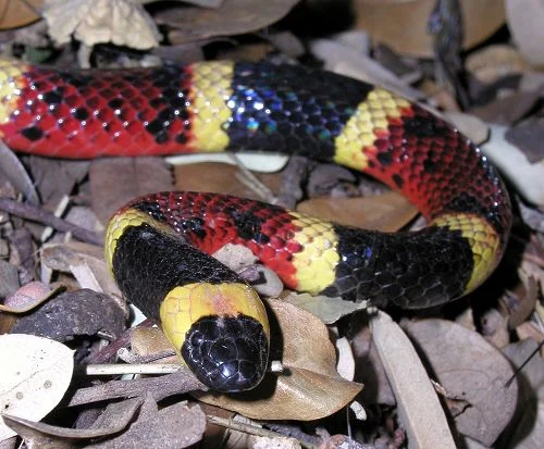 Coral Snake by Ralph Arvesen