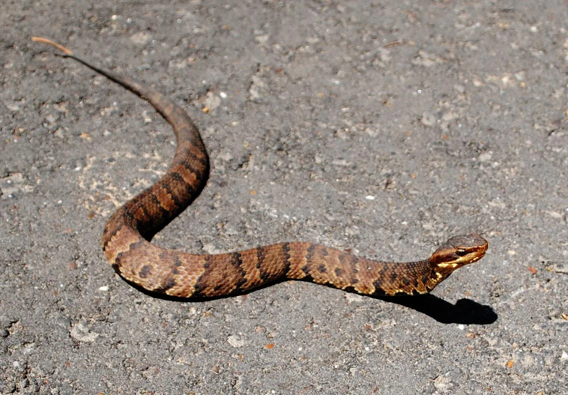 Juvenile Western Cottonmouth Water Moccasin By Patrick Feller
