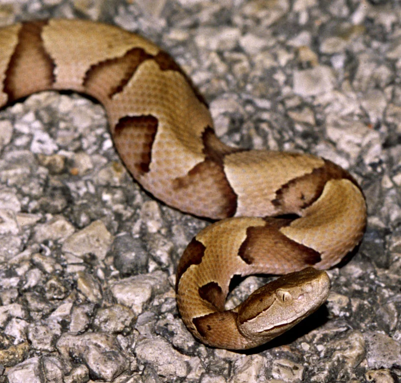 Southern Copperhead By tom spinker