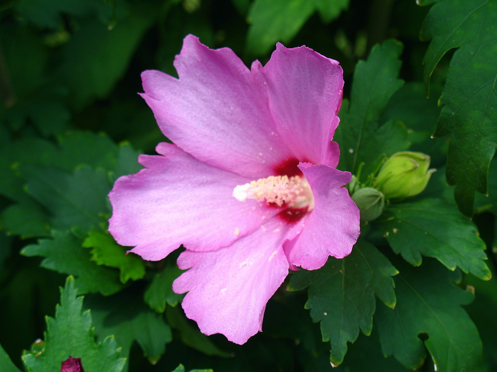 Althea by PINK