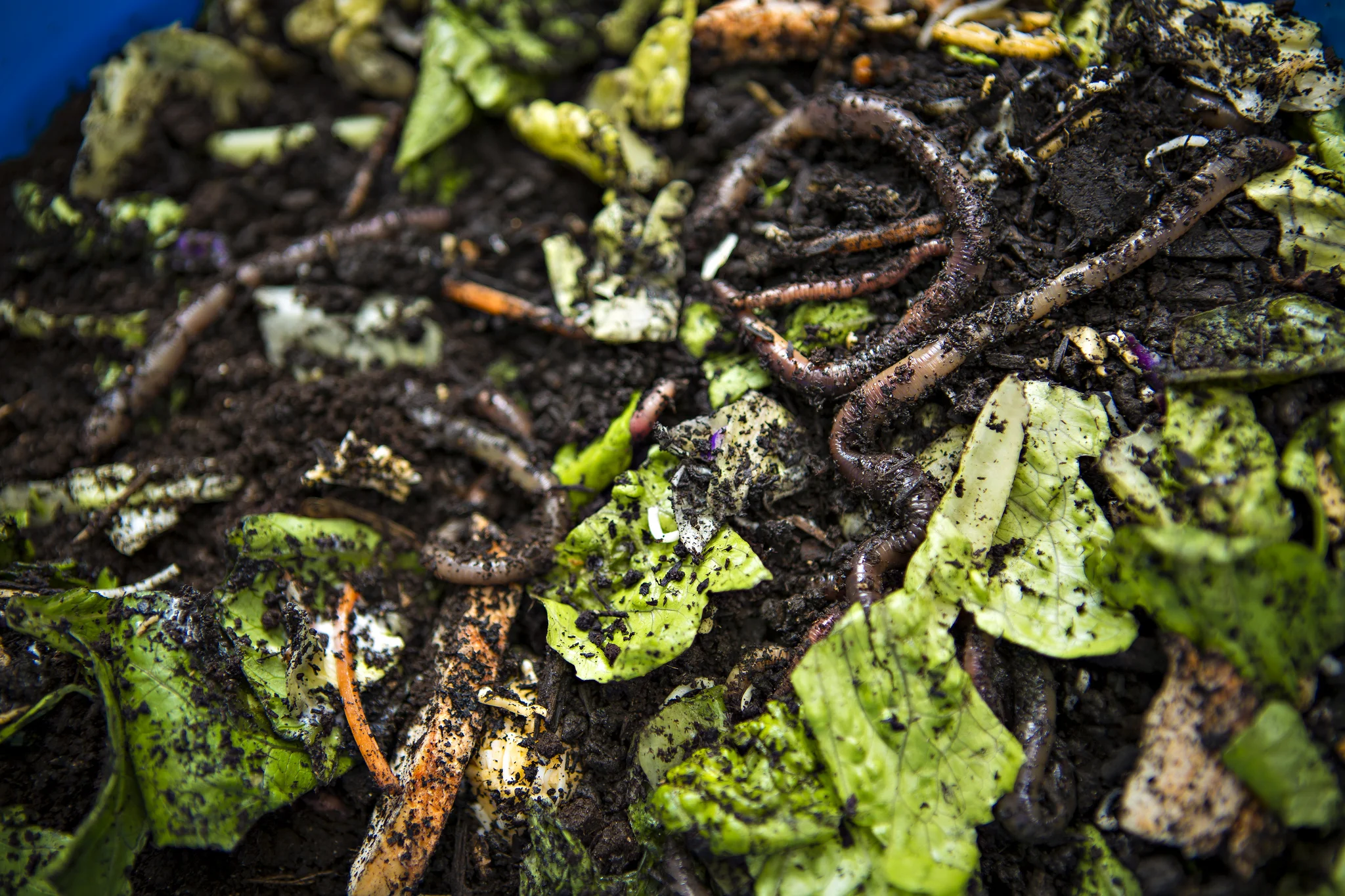 vermicomposting_0181 By CAFNR