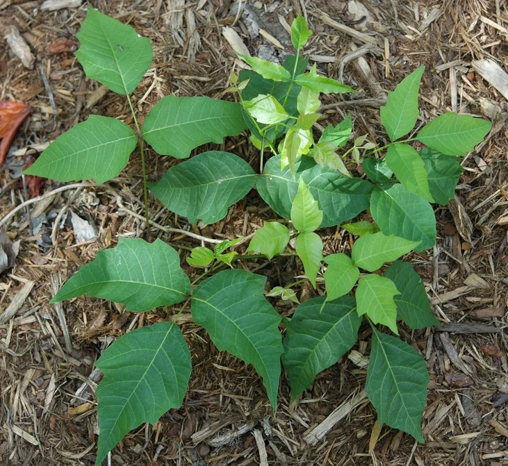Poison Ivy By: John
