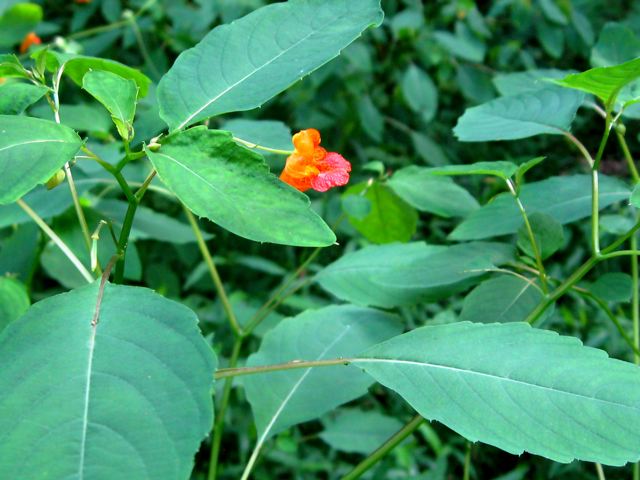 Jewelweed By: naomivantol