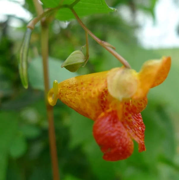 Jewelweed By: DM