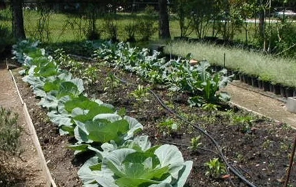 Garden-SP-04-11.jpg