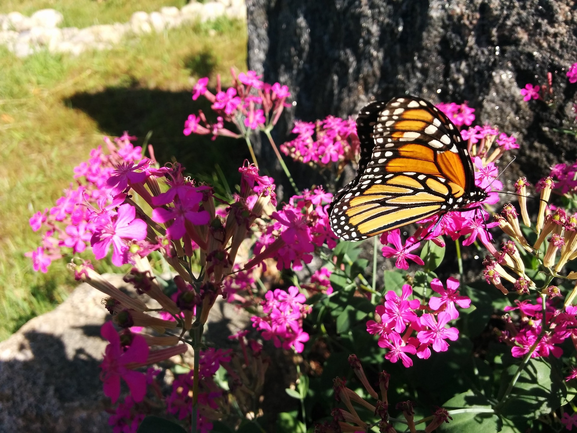 monarch-968854_1920.jpg