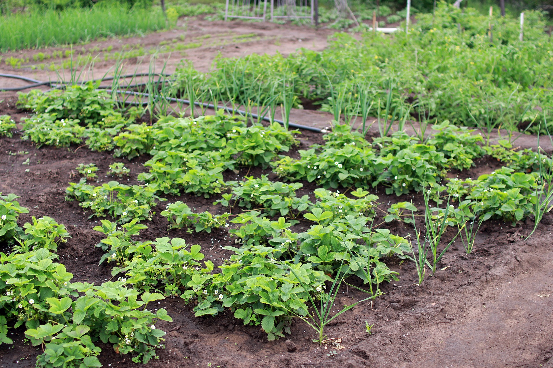 dacha-2699712_1920.jpg