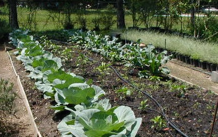 Garden-SP-04-11.jpg