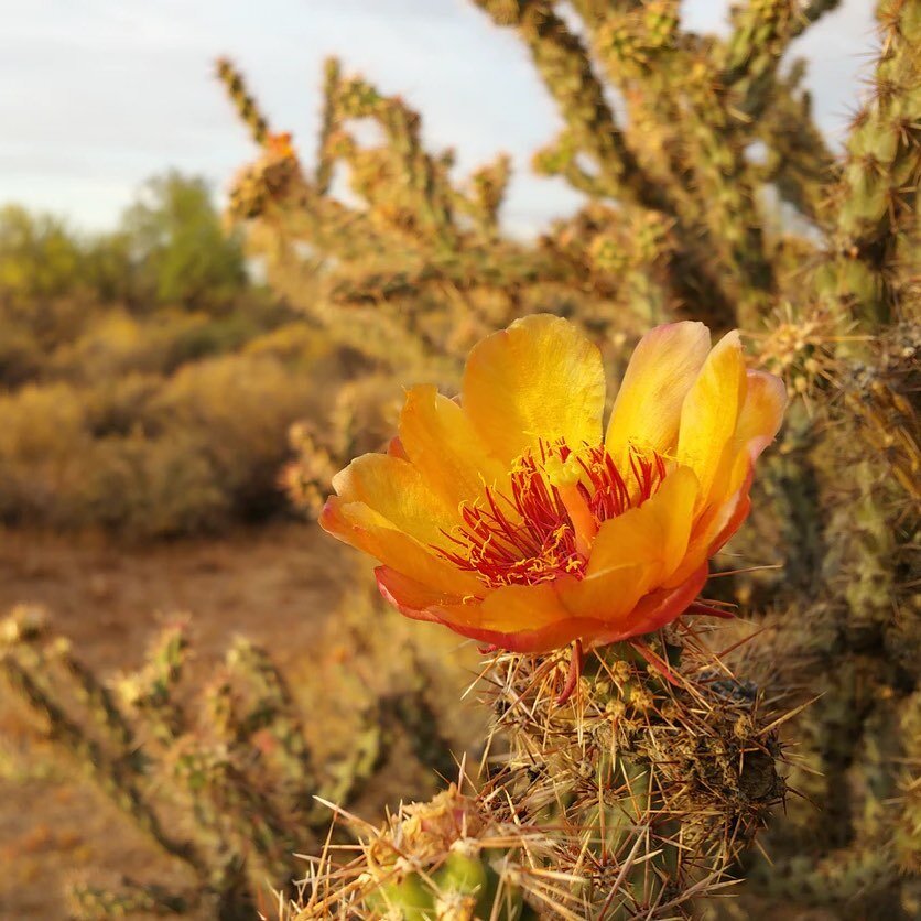 Wild desert spring flowers are popping out everywhere. It&rsquo;s such a beautiful thing to see delicate petals atop a mass of cactus 🌵 prickles. #desertdwellers #cactusflowers #southernutahflowers