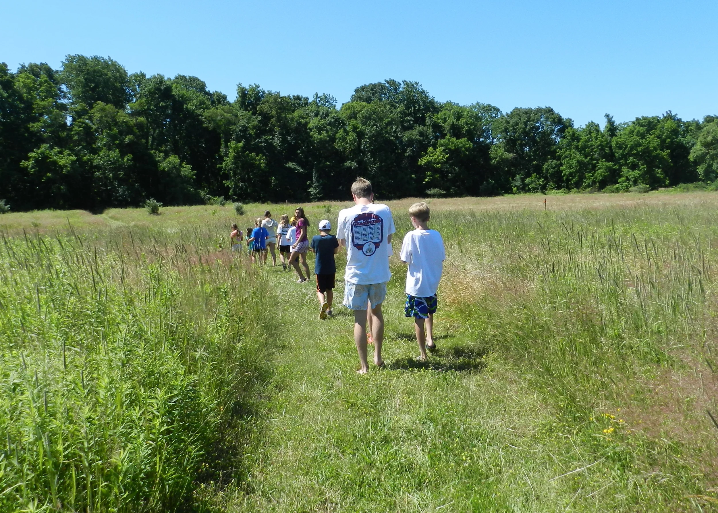 A walk through the meadow