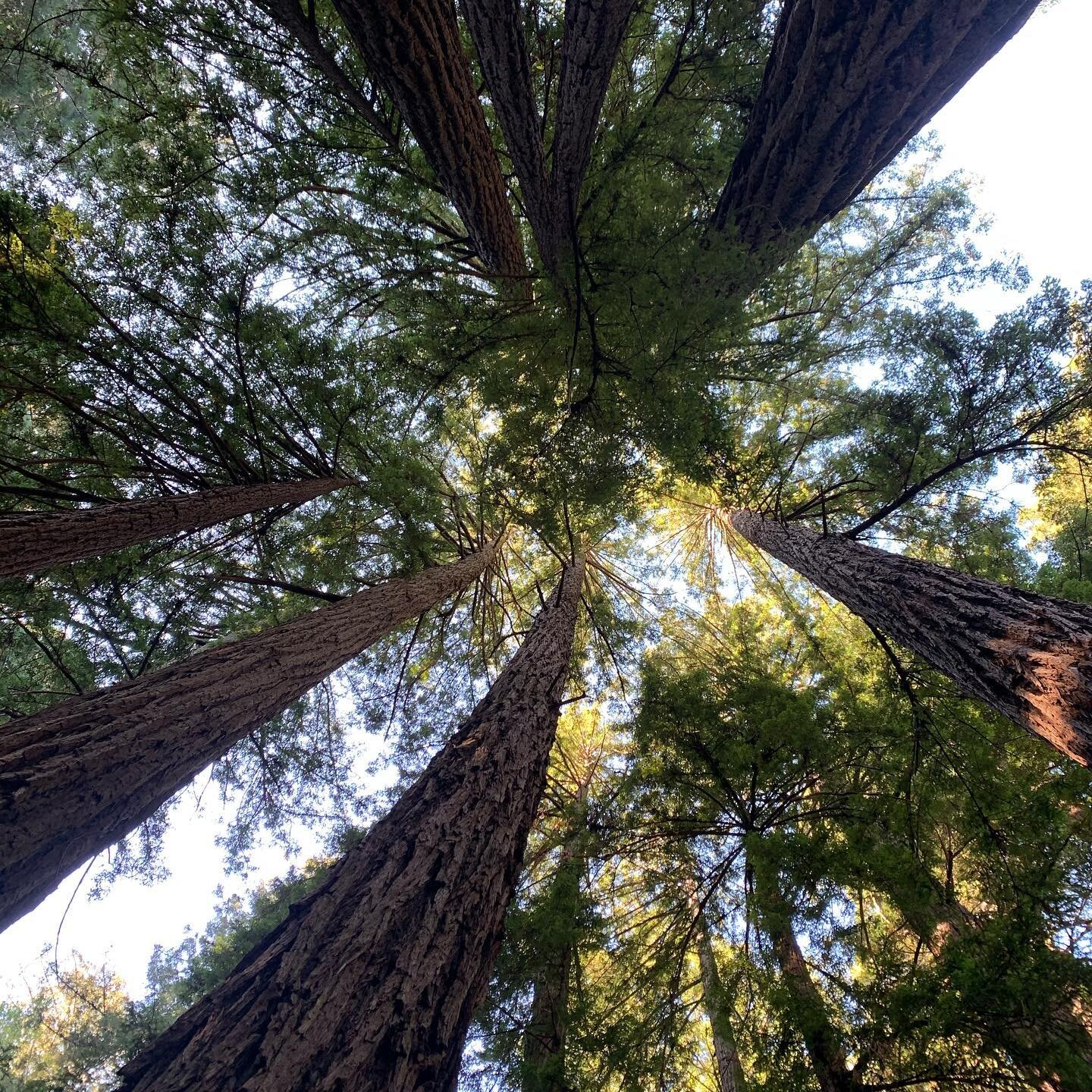 Like redwoods we rise.
Like redwoods we rise.
Like redwoods we rise.

This solar year is coming to a close in one month. Last night in Temple of the Wild Wanderer we talked all about this epic astrology that is harkening back to big decisions or tran