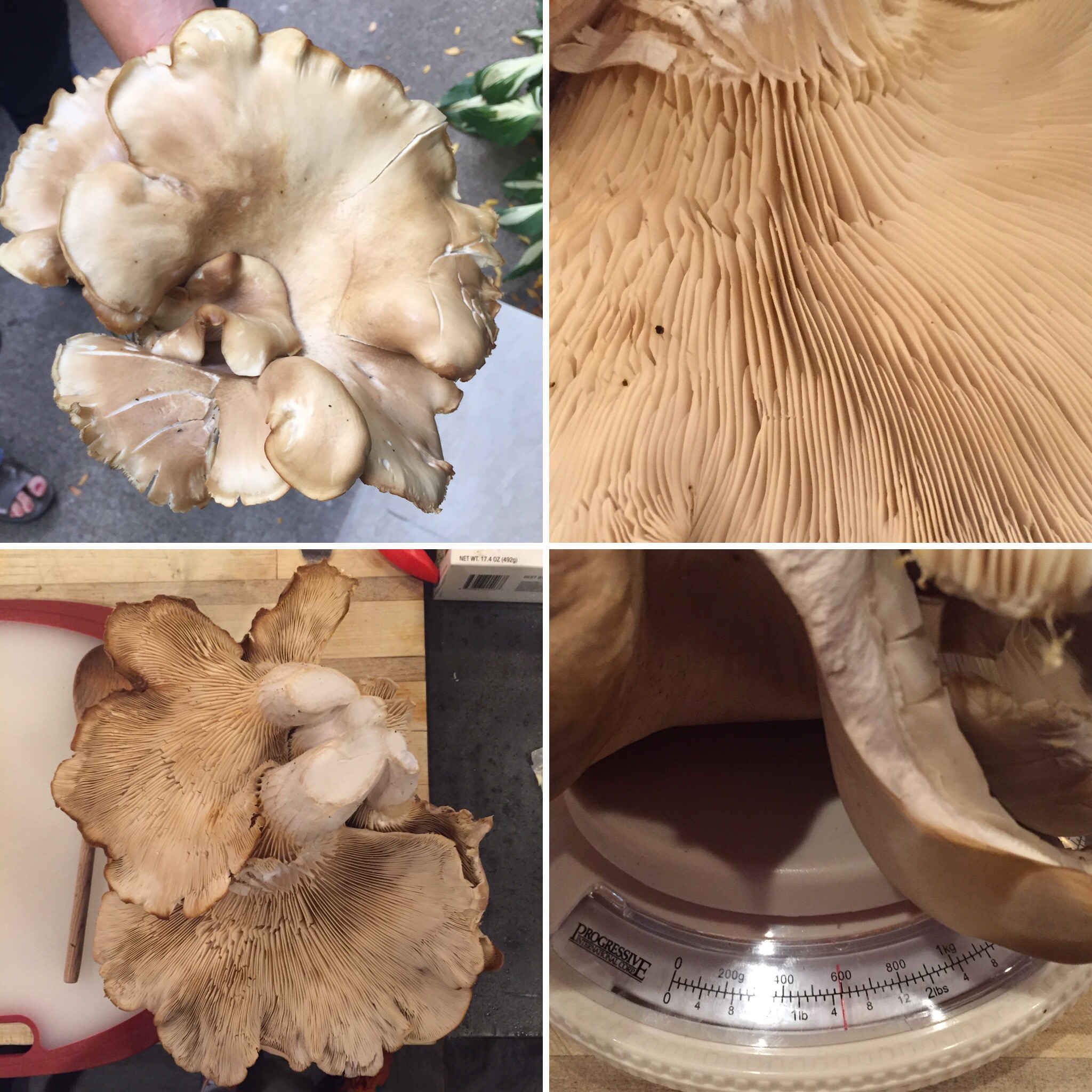 Beautiful Oyster Mushroom.