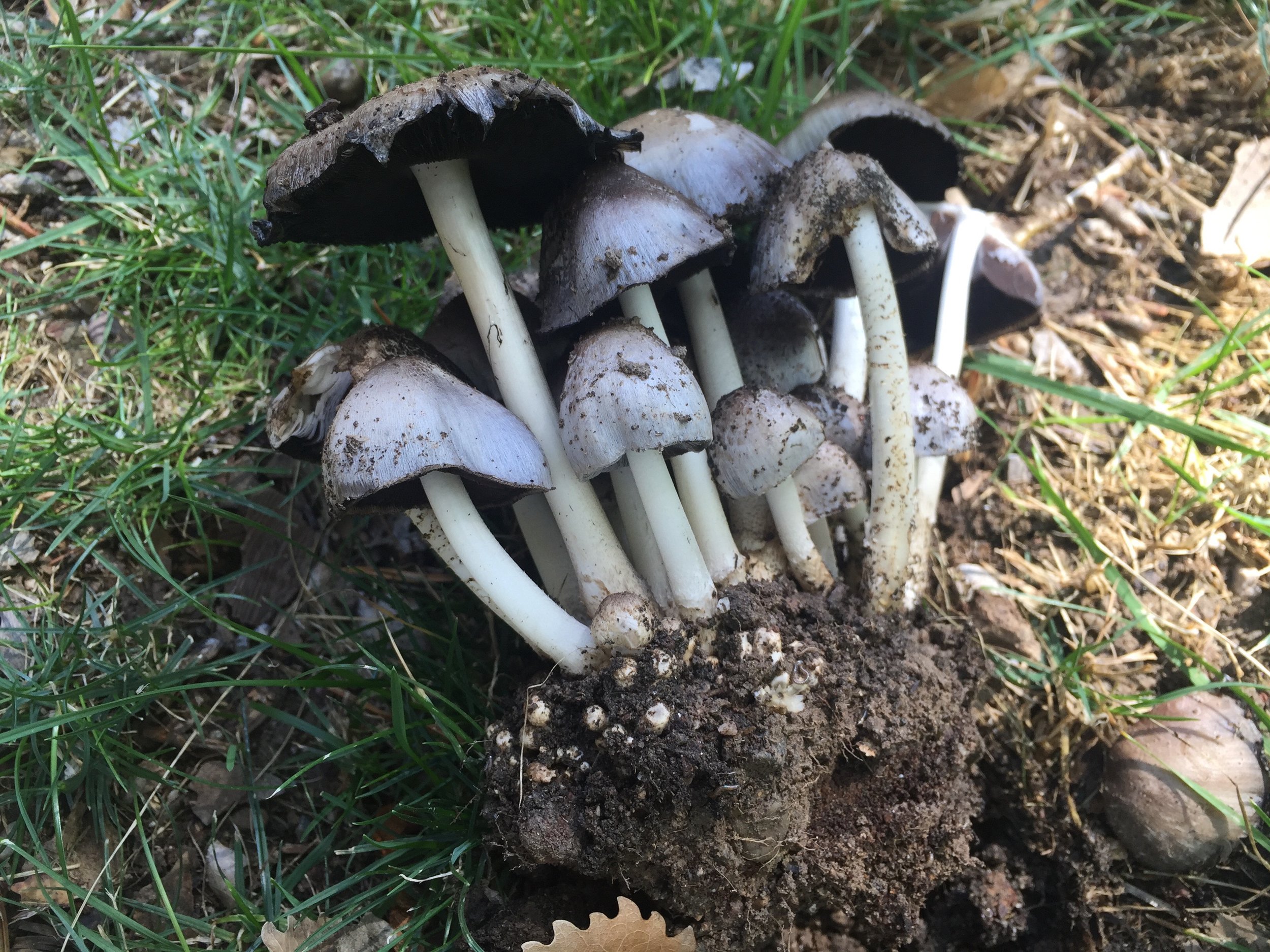 Inky Caps.