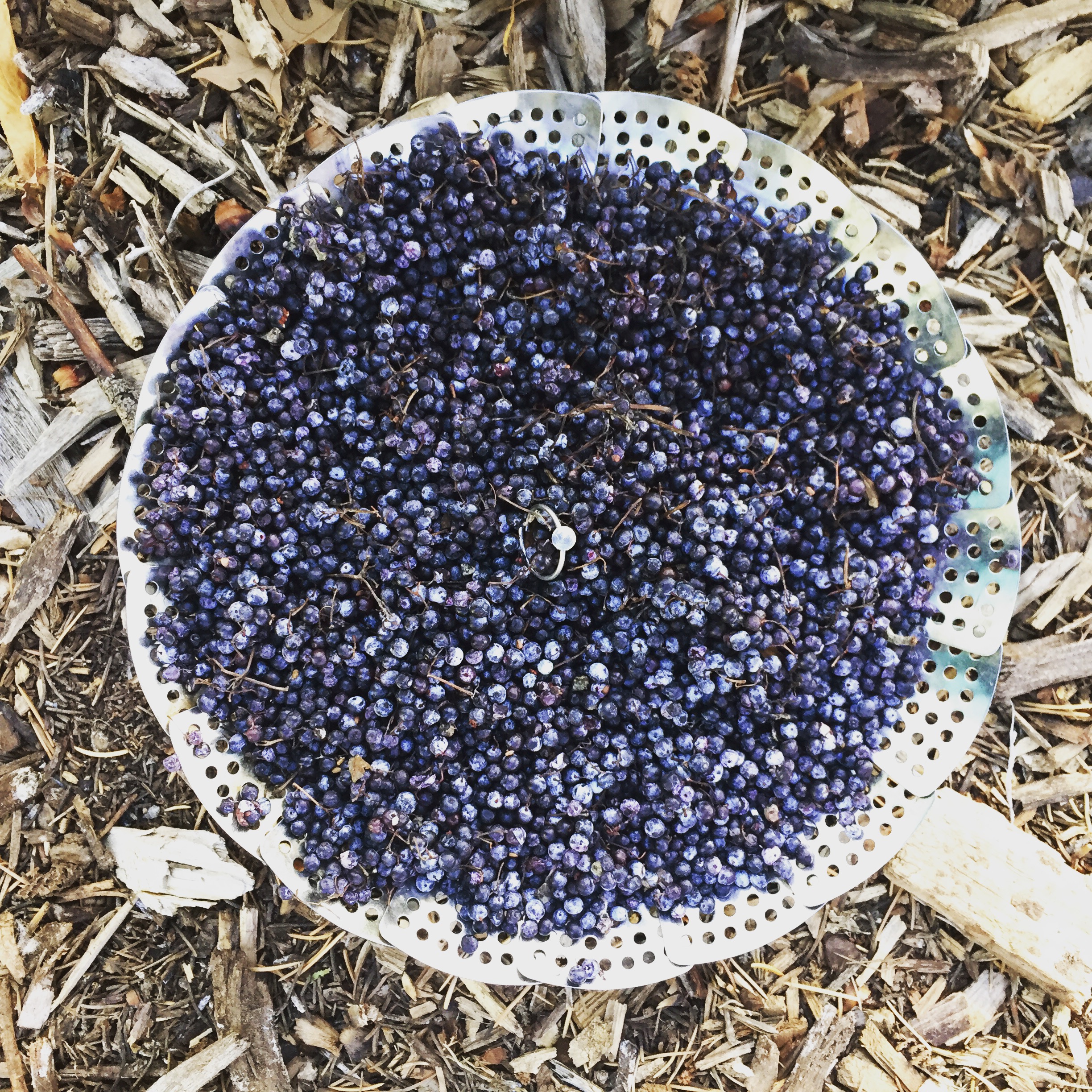 Elderberries.