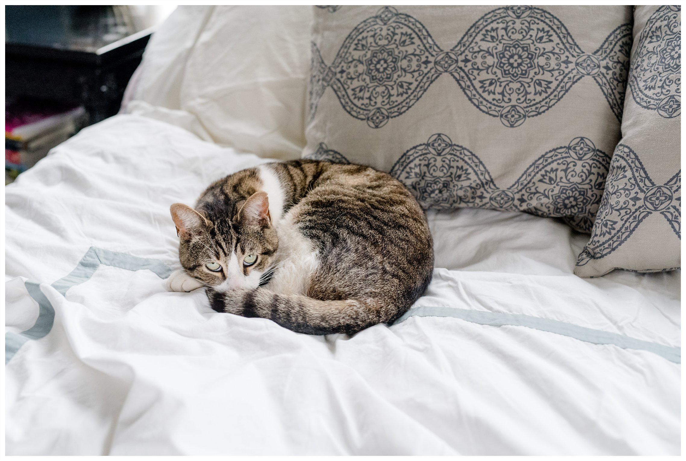pet photography